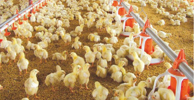 Alerta por casos de Influenza aviar de alta patogenicidad H5 en América del Norte.