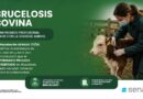 Brucelosis bovina: un nuevo escenario sanitario requiere el compromiso de los médicos veterinarios acreditados