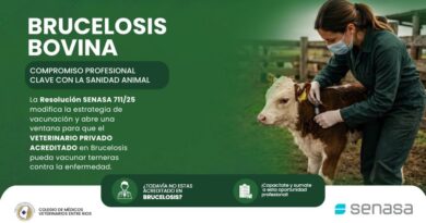 Brucelosis bovina: un nuevo escenario sanitario requiere el compromiso de los médicos veterinarios acreditados