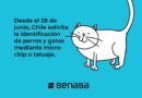 Viajar con mascotas al exterior: recomiendan iniciar con anticipación los trámites sanitarios y consultar al médico veterinario de confianza