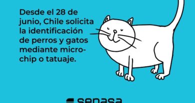 Viajar con mascotas al exterior: recomiendan iniciar con anticipación los trámites sanitarios y consultar al médico veterinario de confianza