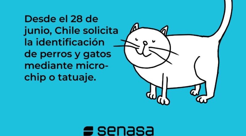Viajar con mascotas al exterior: recomiendan iniciar con anticipación los trámites sanitarios y consultar al médico veterinario de confianza