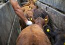 Aftosa y brucelosis: el productor podrá elegir su veterinario