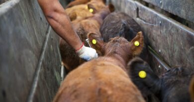 Aftosa y brucelosis: el productor podrá elegir su veterinario
