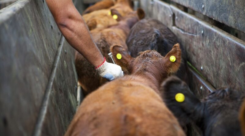 Aftosa y brucelosis: el productor podrá elegir su veterinario
